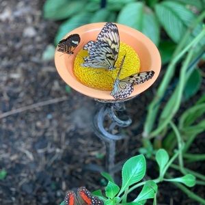 Meet your Posher, Mirtha